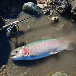 なんとか二桁 ～天竜川ルアーフライ専用区～